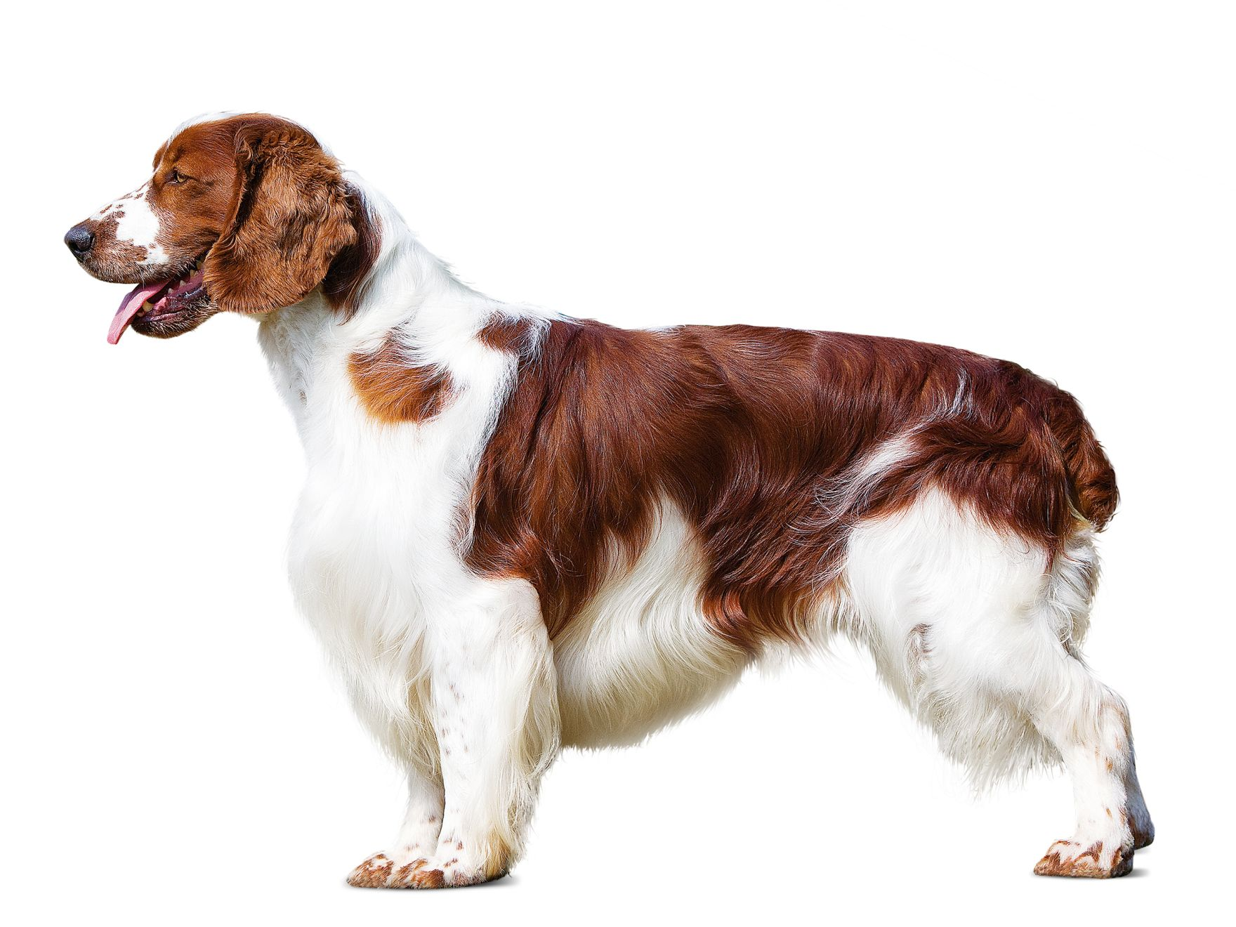 Royal canin hot sale springer spaniel