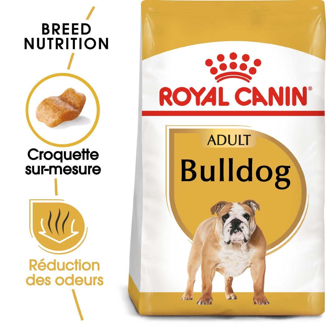 Bulldog Adulte