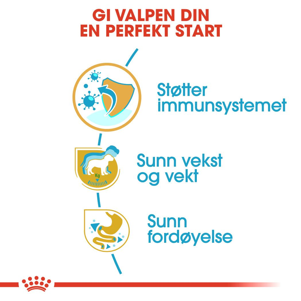 Labrador Retriever Puppy