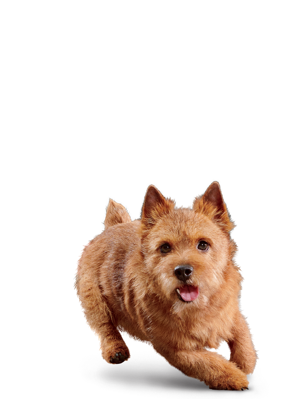 Eukanuba Senior Small Breed 