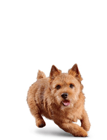 Eukanuba-Hero Image-Senior-SmallBreed-Chicken_Emblematic