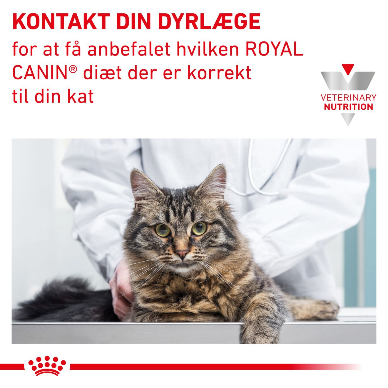 Flock ligning Tilfældig Gastrointestinal Kitten | Royal Canin DK