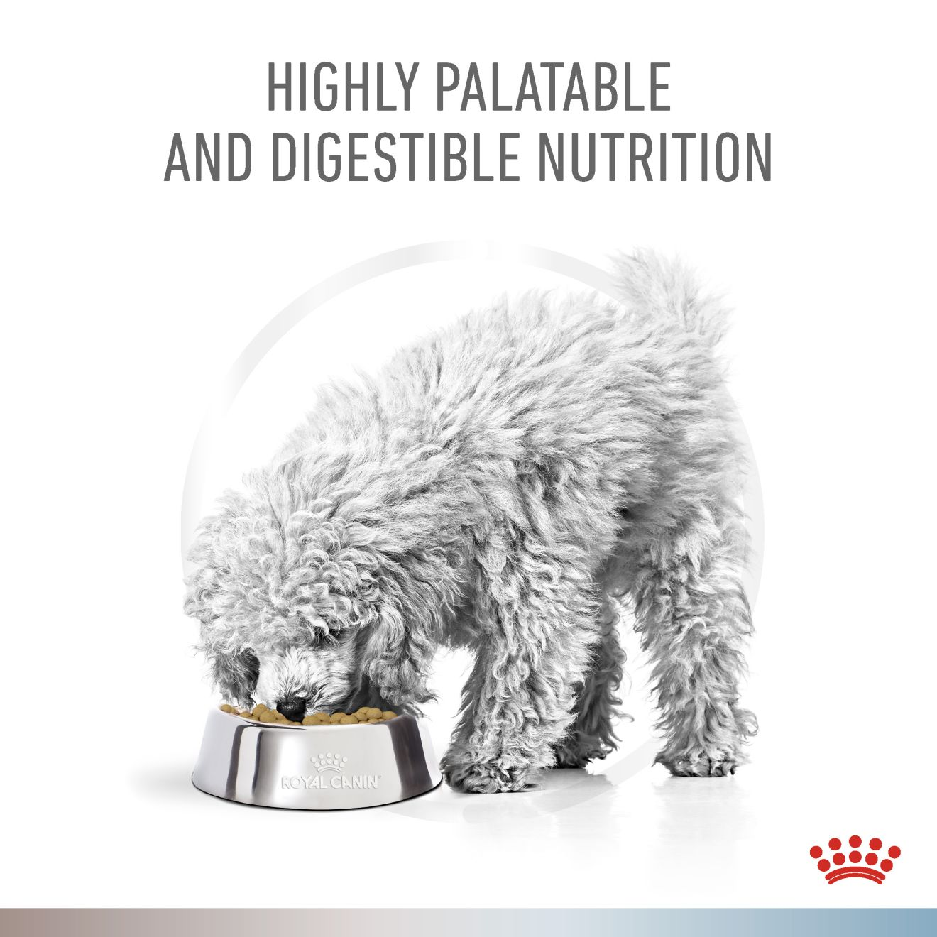 GASTROINTESTINAL LOW FAT + HYPOALLERGENIC | Royal Canin UK