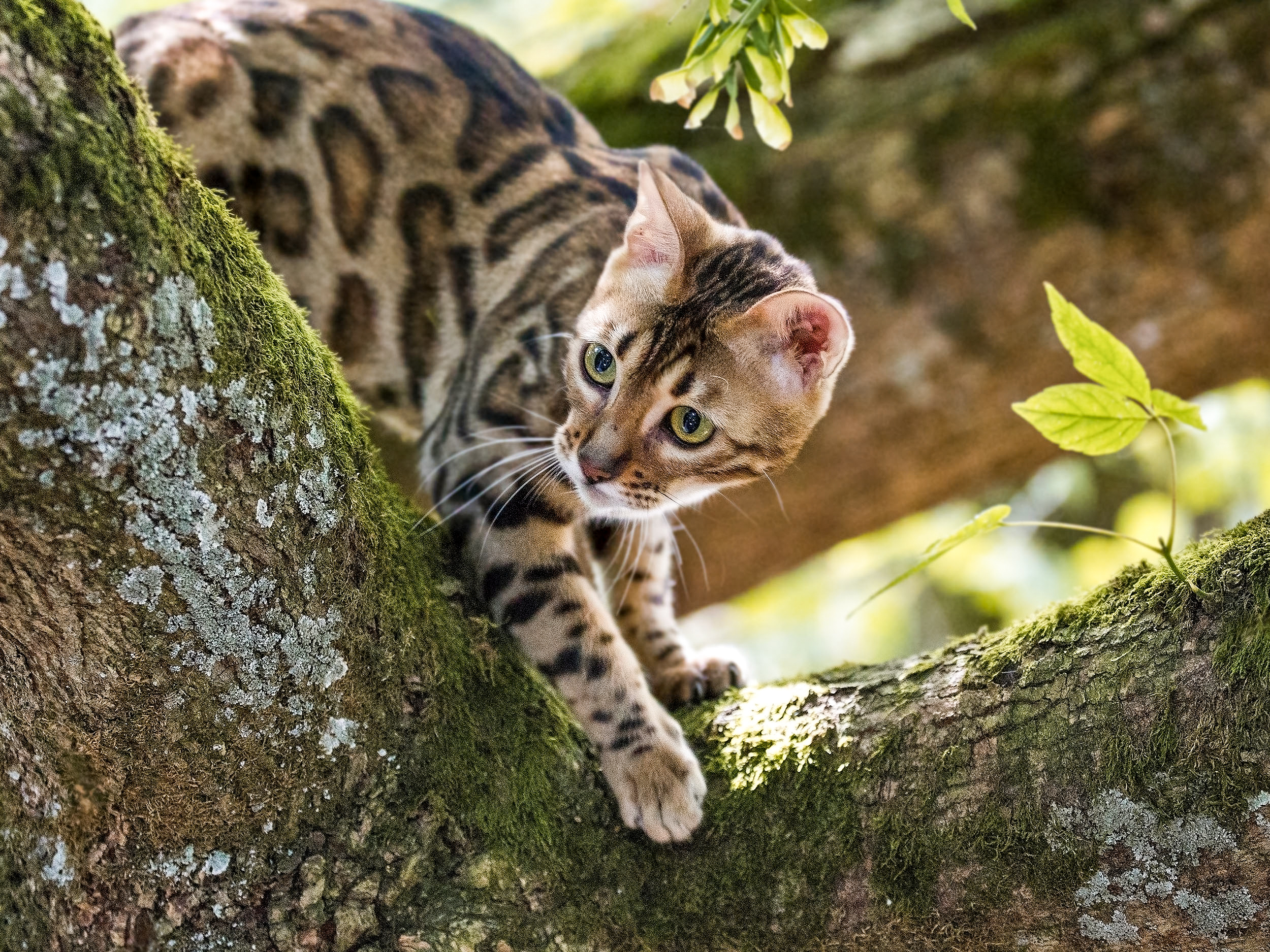 Gato Bengal adulto a subir a uma árvore no exterior