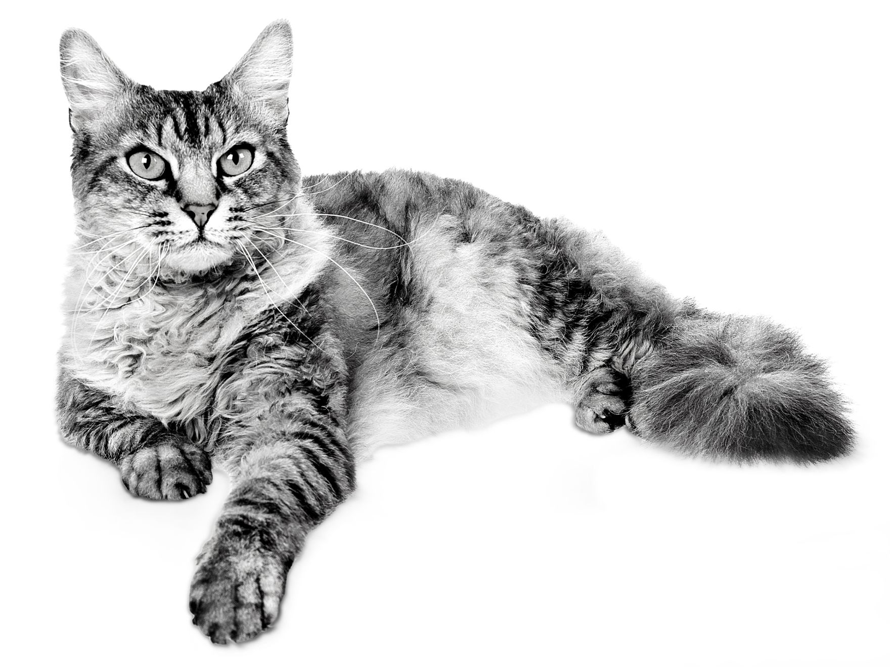 Royal canin 2024 cat food recalls