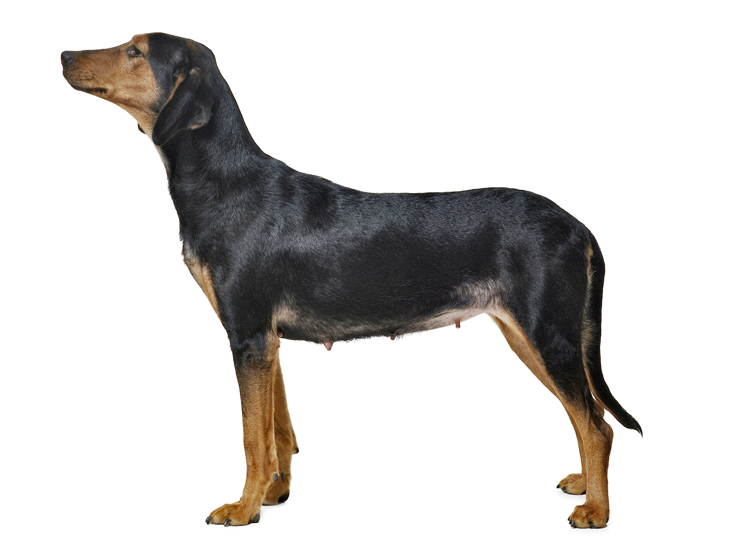 Hellenic hound adult black and white