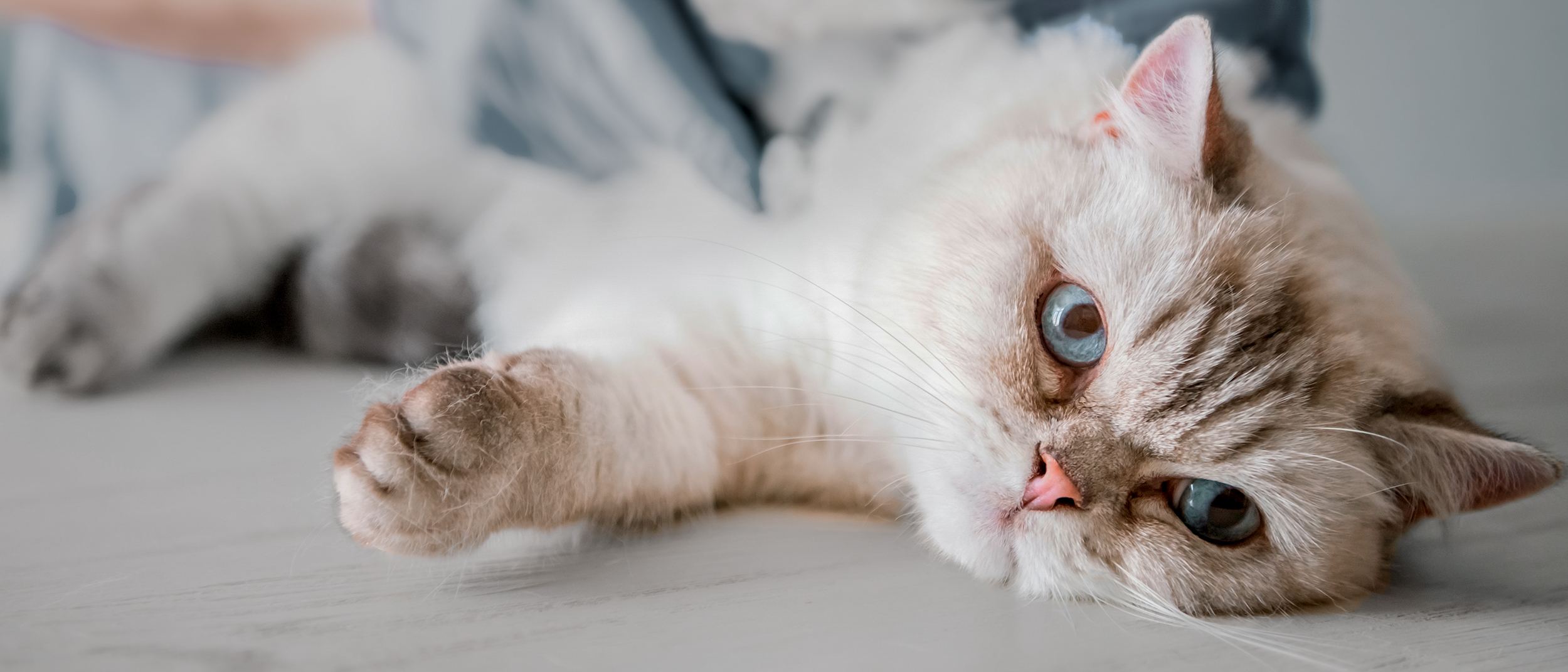 Стерилизация кошек: в каком возрасте делать, виды и осложнения | Royal  Canin UA