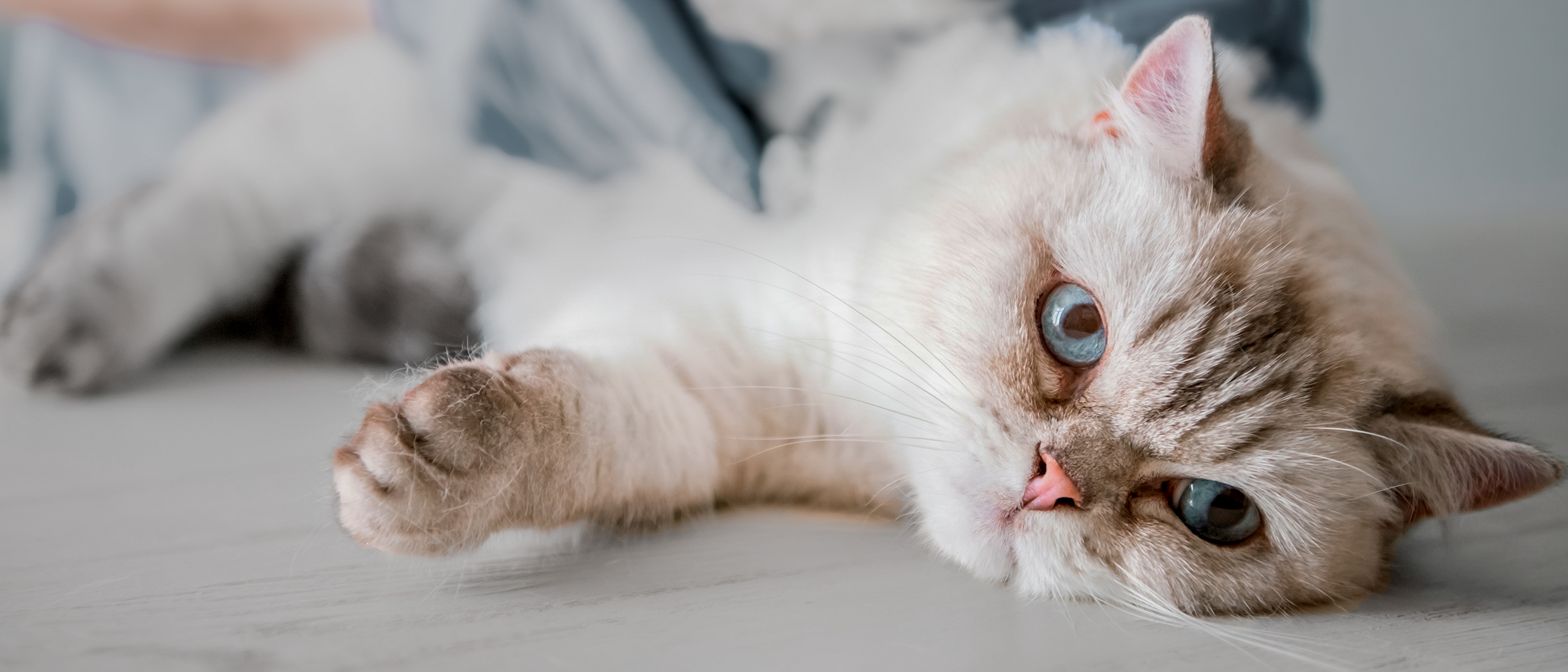 Jeune chat couché sur une table d'examen en train d'être examiné par un vétérinaire.