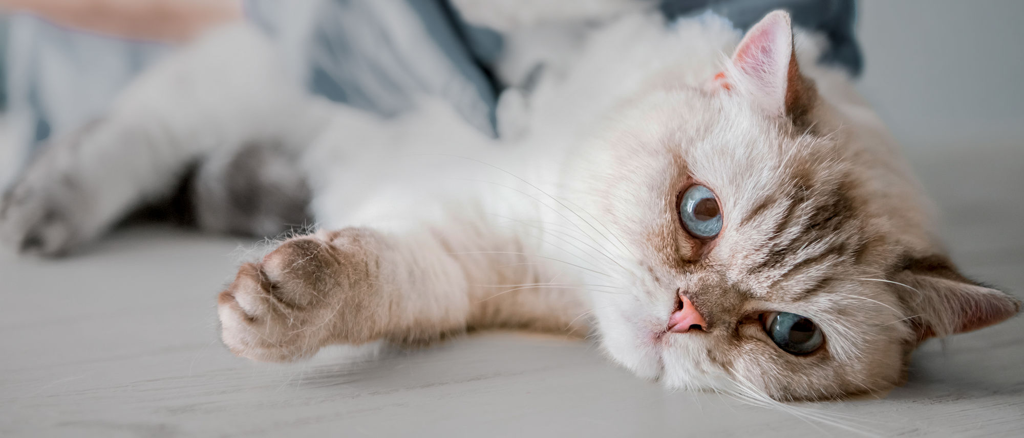 Стерилизация кошек: когда можно стерилизовать кота или кошку? | Royal Canin