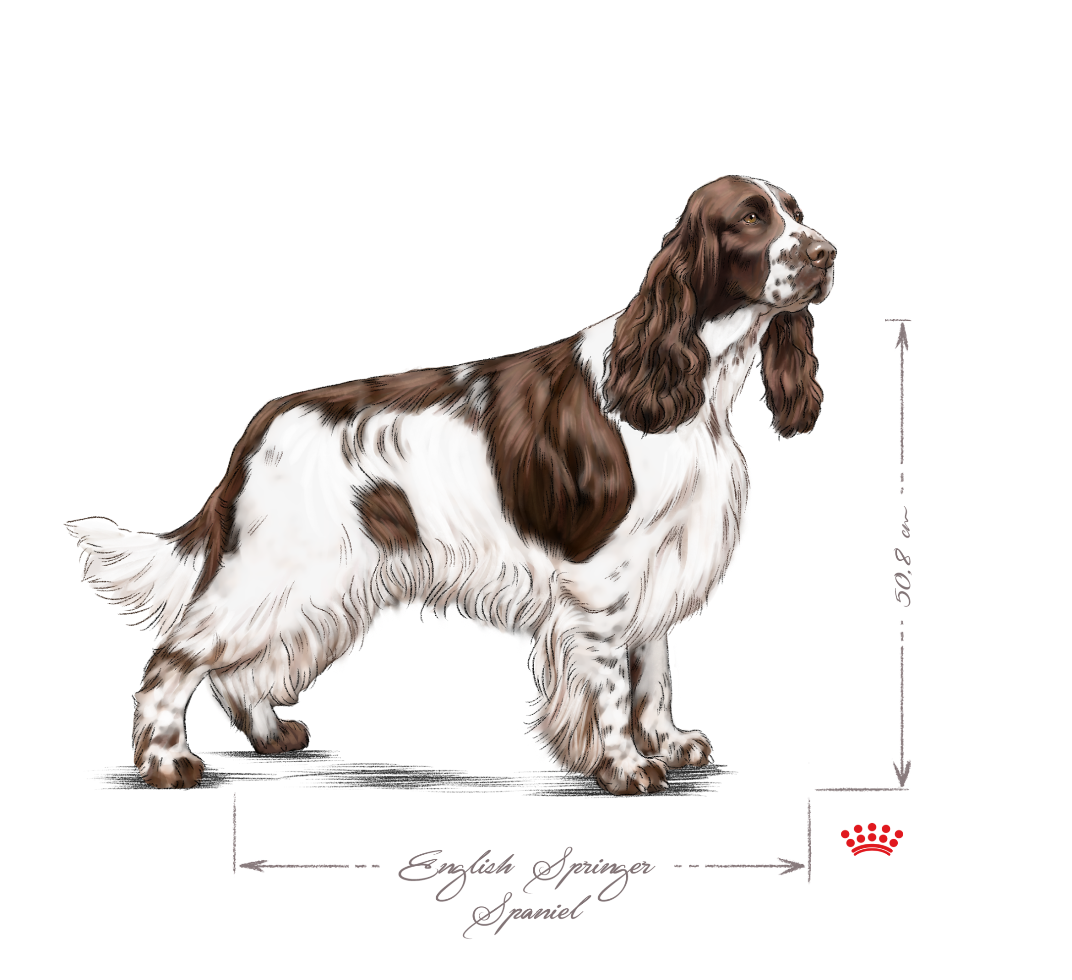 English springer spaniel black and white