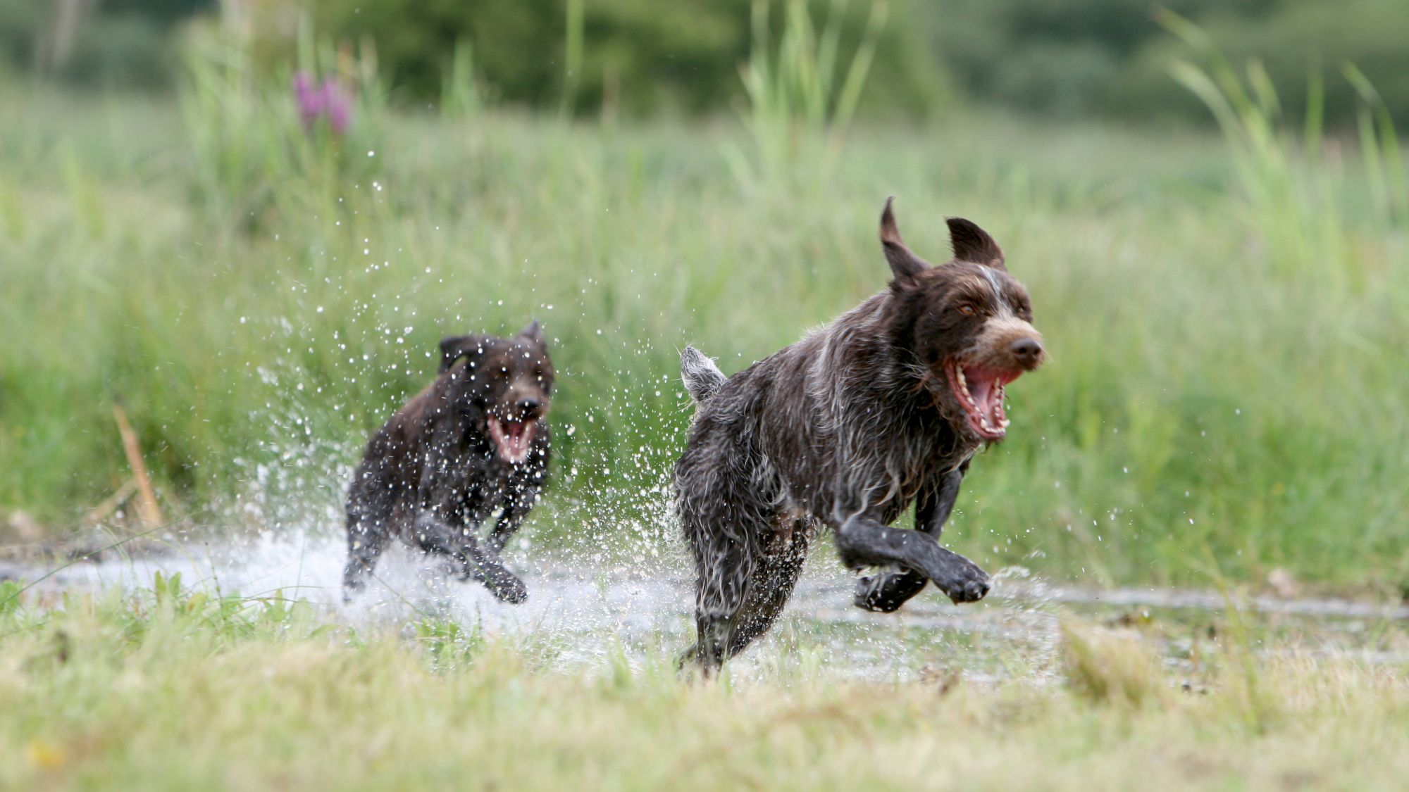 Two Cesky Fousek dogs running through water