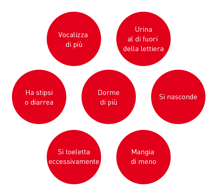 Illustrazione di come i gatti potrebbero mostrare segni di stress durante il lockdown