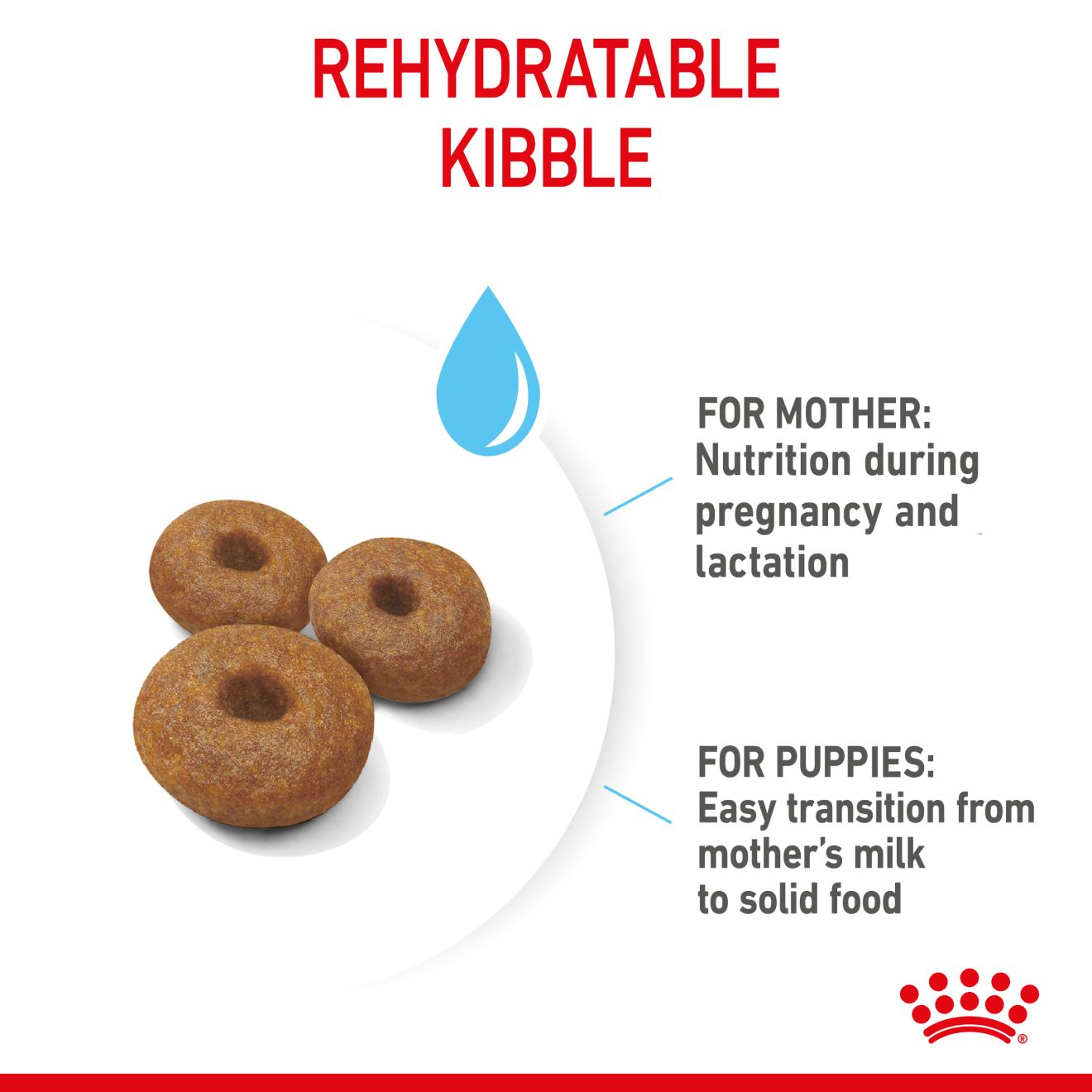 Royal canin 2025 pregnancy food