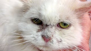 Pemphigus foliaceus in feline patients