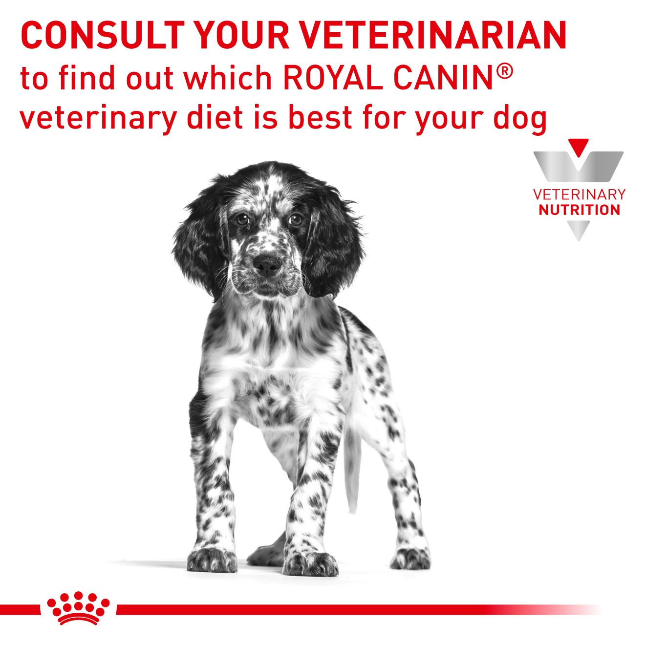 Gastrointestinal Puppy