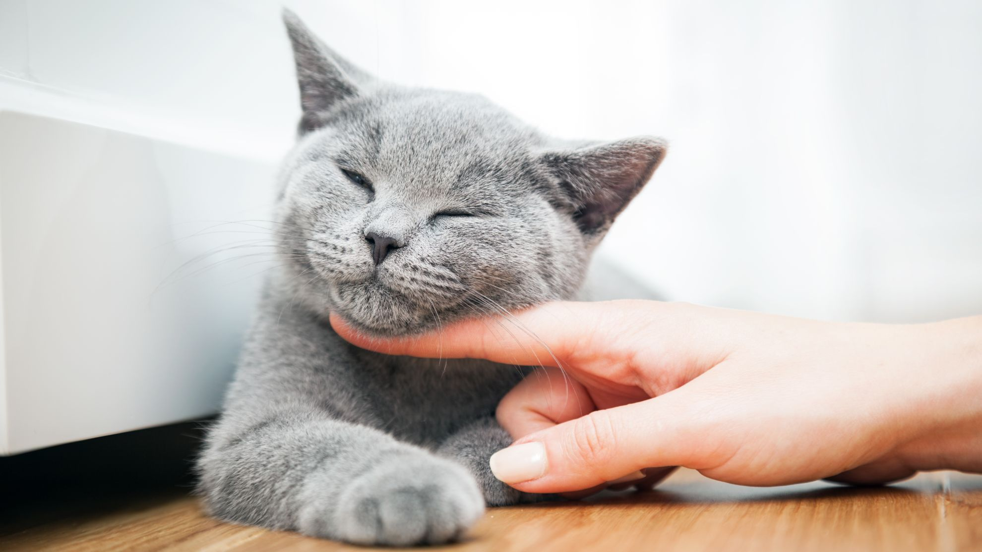 Chat couché en train de se faire caresser
