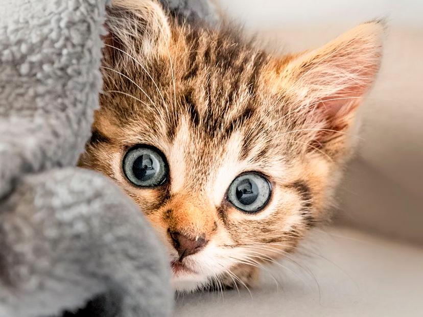 Chaton se cachant sous une couverture