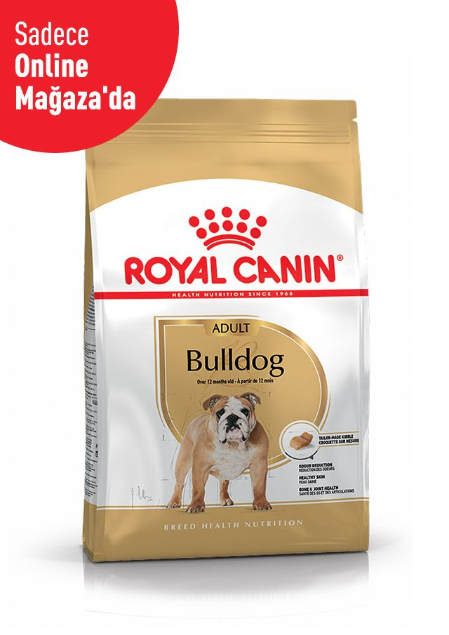 Bulldog Adult