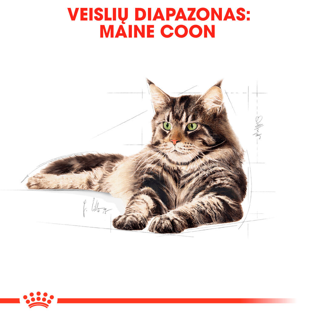 Maine Coon Adult