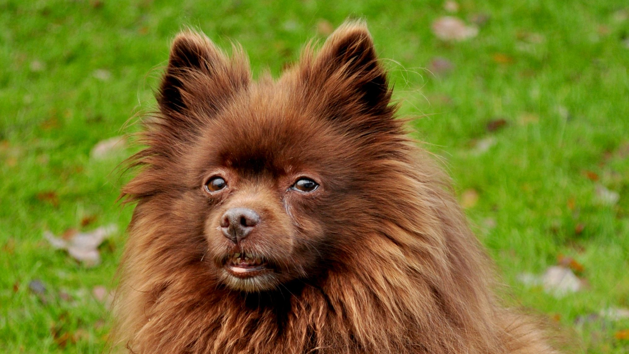 Close-up of brown Spitz looking at camera