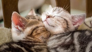 Two kittens sleeping together in a cat bed