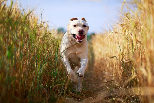 Getreide In Tiernahrung Royal Canin