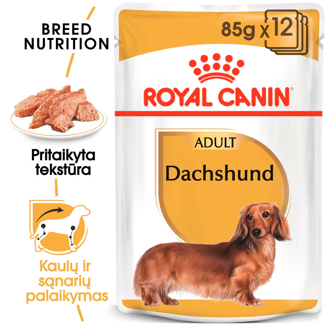 Dachshund