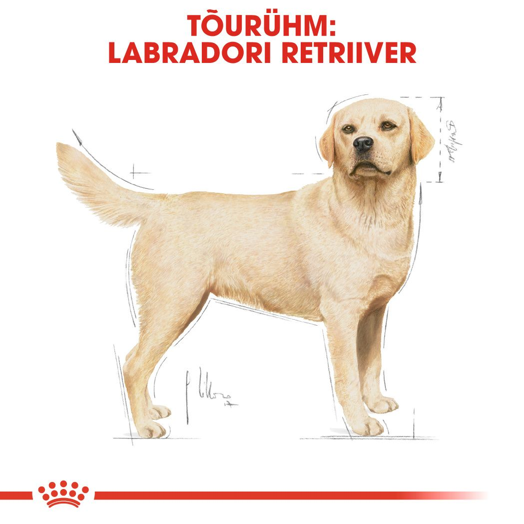 Royal Canin Labrador Retriever Adult kuivtoit