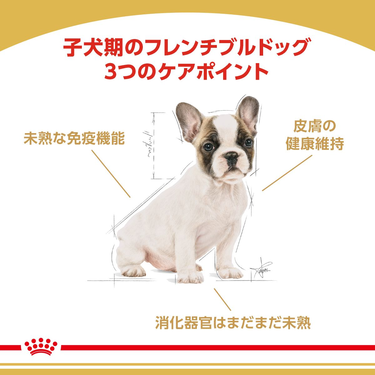 フレンチブルドッグ 子犬用