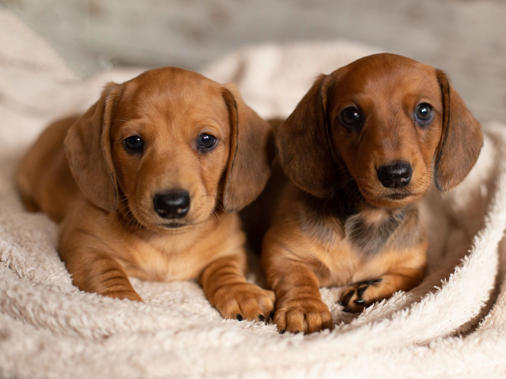 Chiots teckel sur un fond clair.