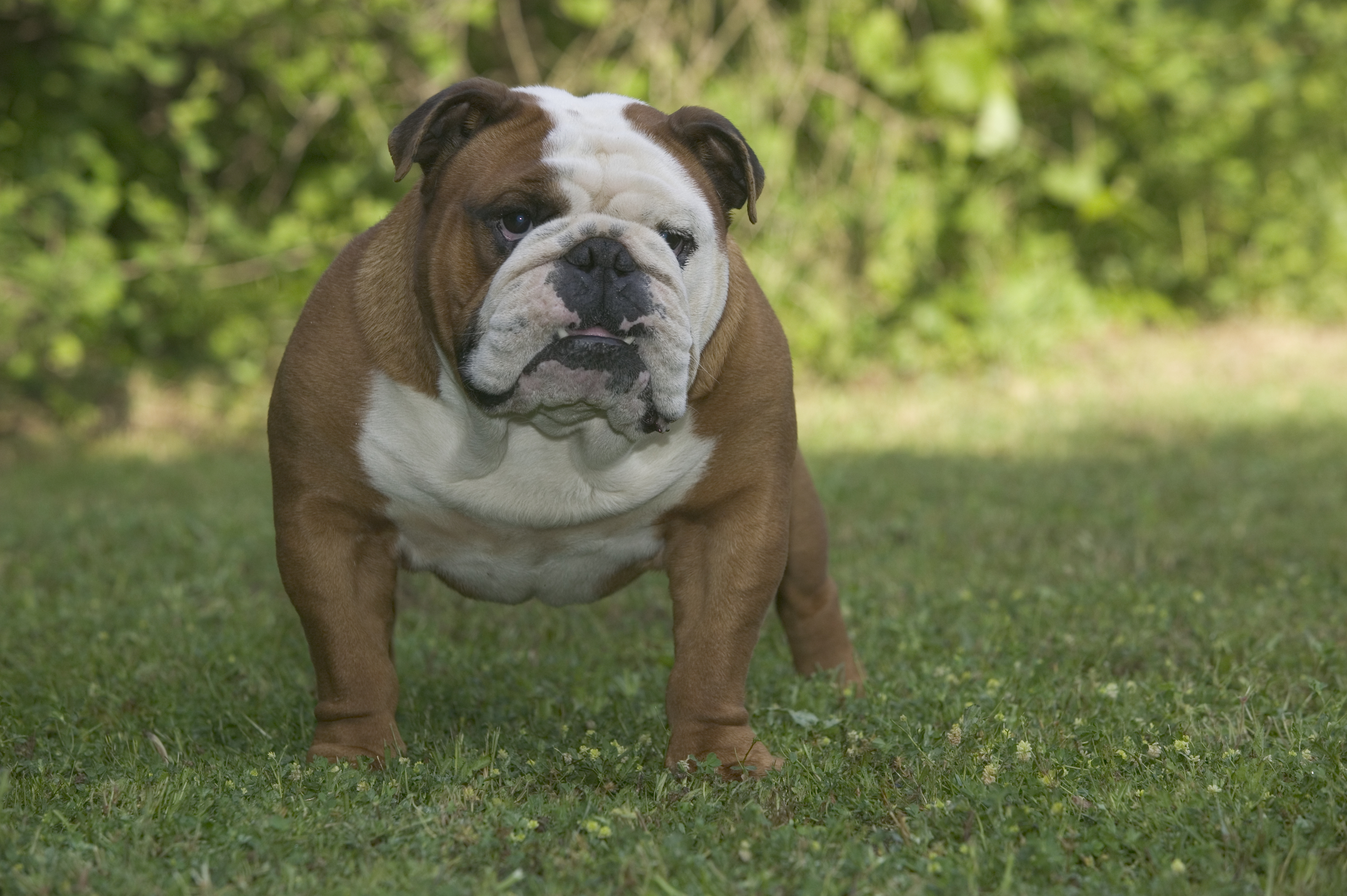 Французский бульдог и английский бульдог: основные различия | Royal Canin