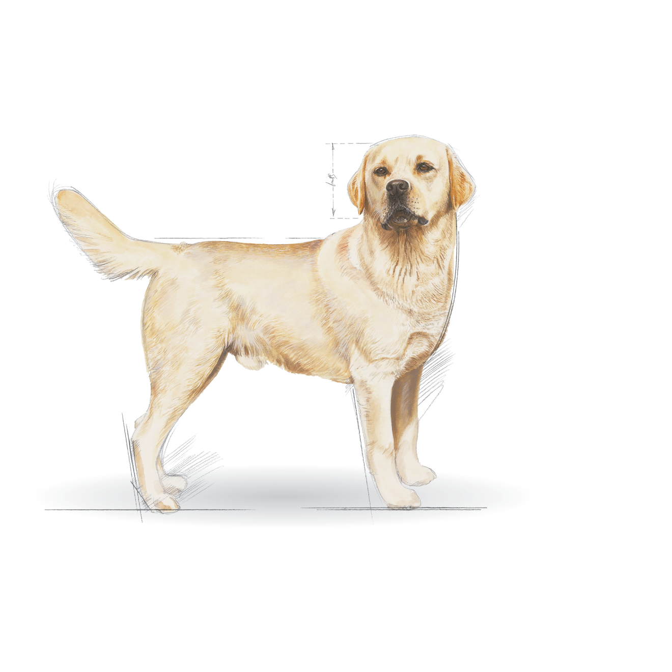 Pet circle shop royal canin labrador