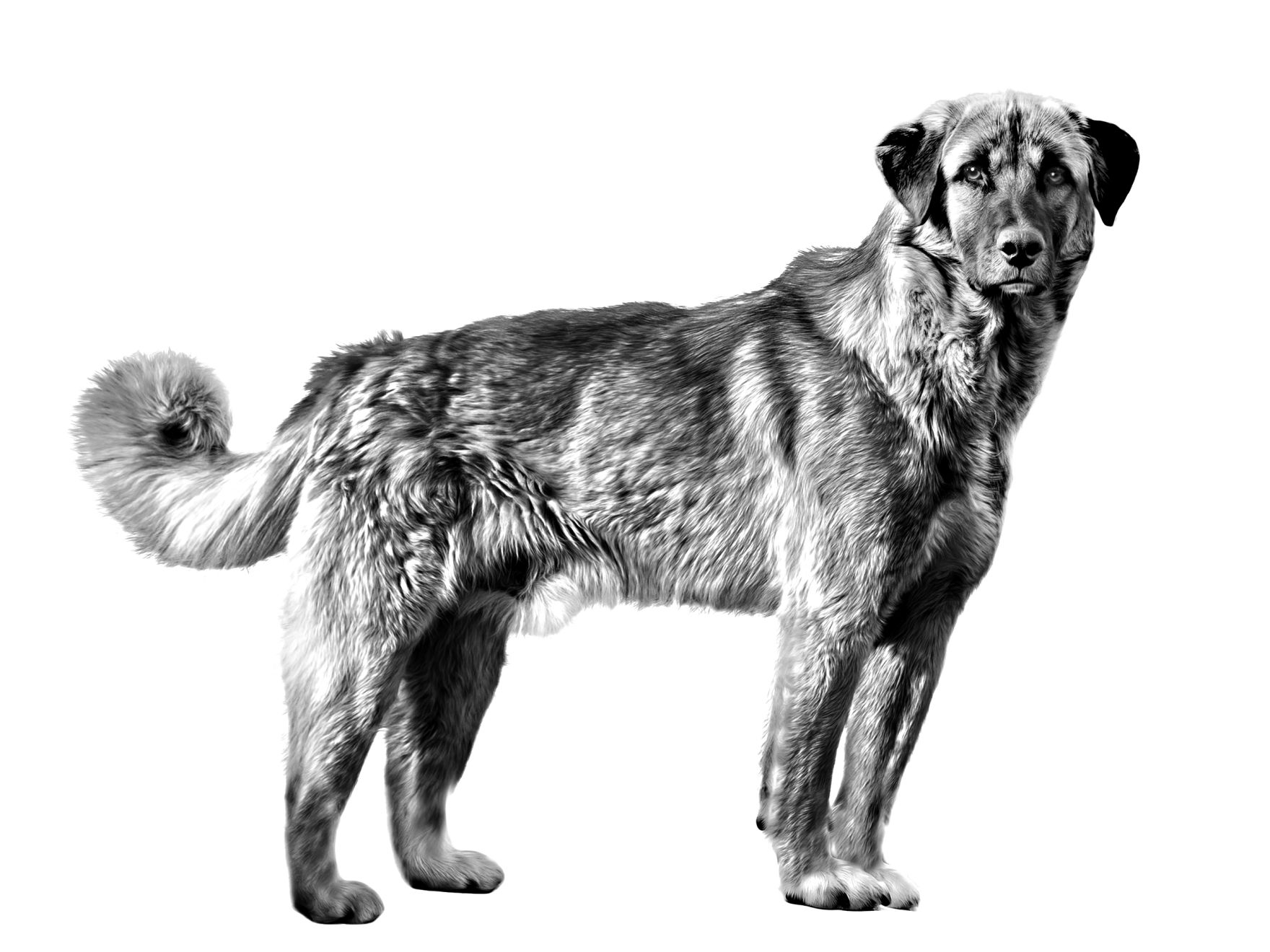 Kangal adulto in bianco e nero