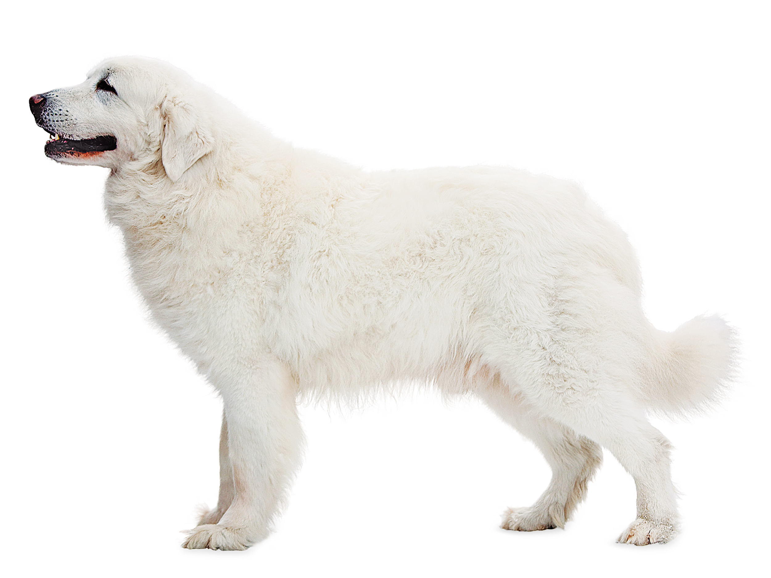 Royal canin great clearance pyrenees