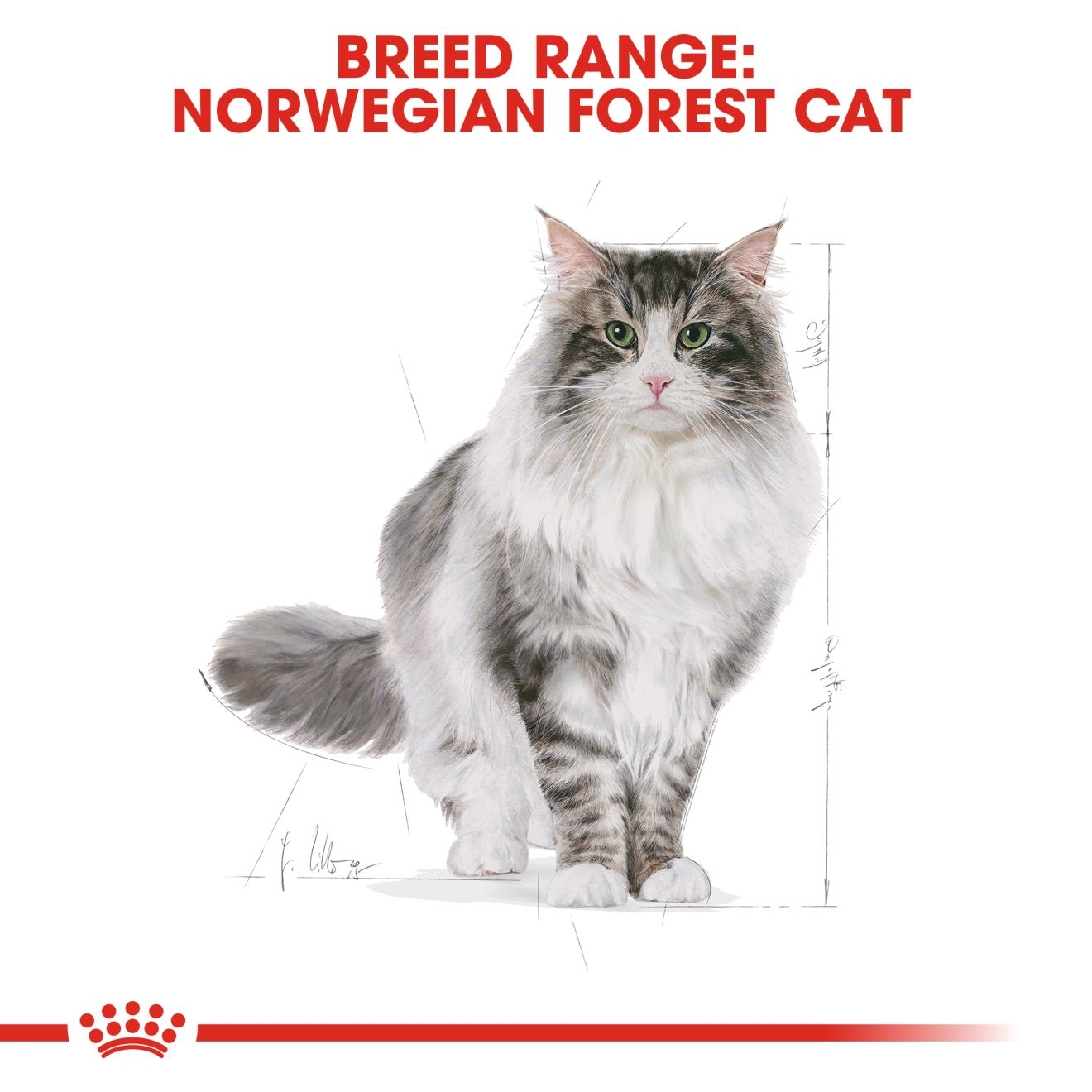 Norwegian Forest Cat Adult dry Royal Canin