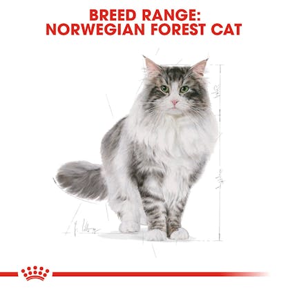 Best cat food for norwegian forest cats best sale