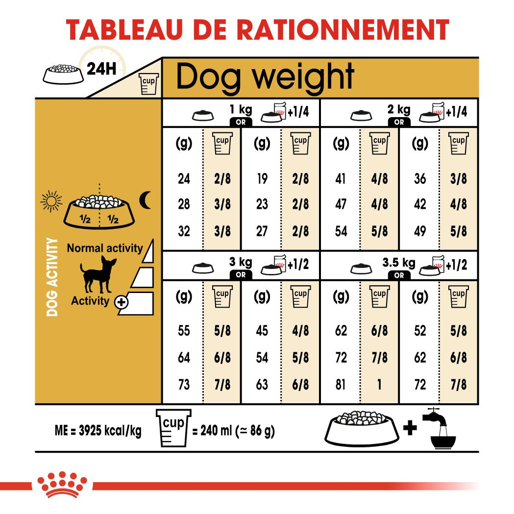 Chihuahua Adulte