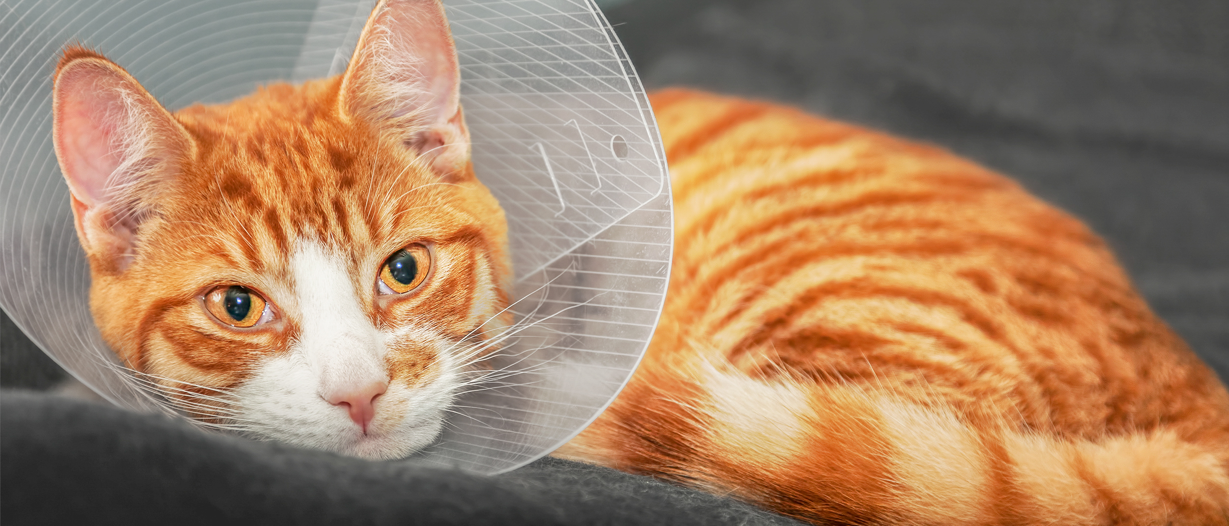 Young cat lying down on a grey blanket with a cone on.