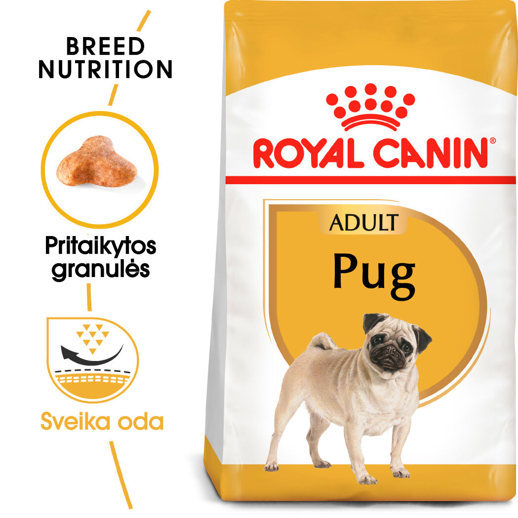 Pug Adult