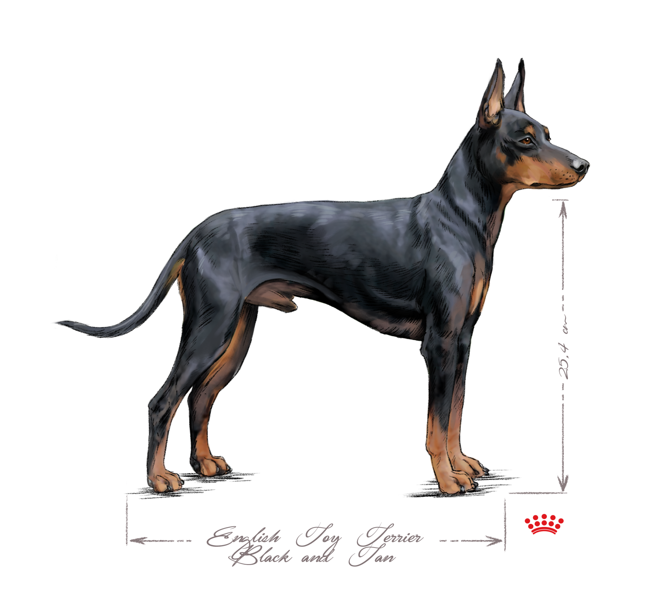 English Toy Terrier in black and white on a white background