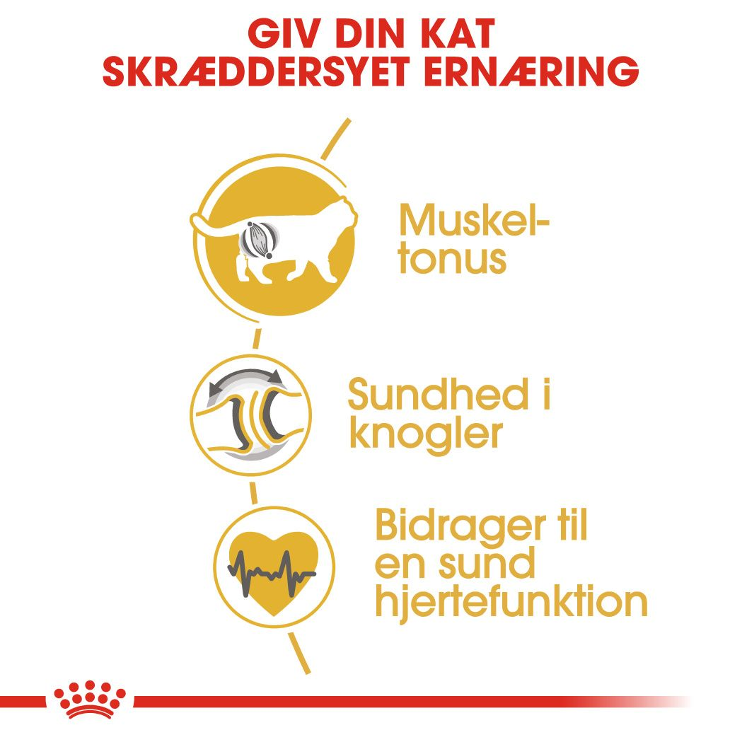 British Shorthair Adult