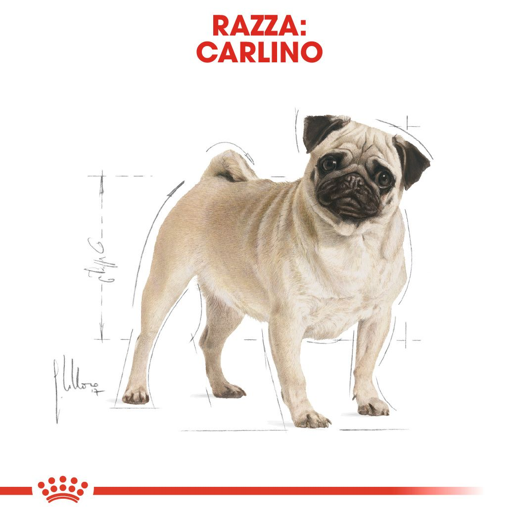 Cani, pugs, poltrona animali mammiferi, animali domestici, cani pedigree,  cane di razza, pug, poltrona, trono, sedia, magnificamente, Golden,  copertura di velluto, bottino, fuori forma, studio, Pug, Pugs Foto stock -  Alamy