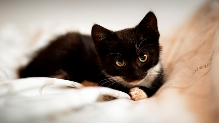 Retrato de gatito tímido de tres meses