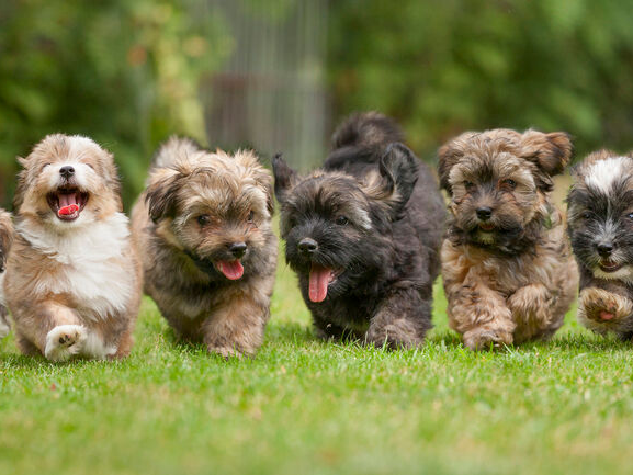 6 Running Havanese puppies of 9 weeks