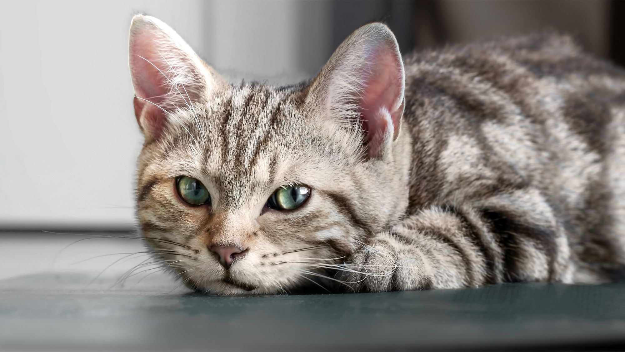 Chat stressé : le stress chez le chat