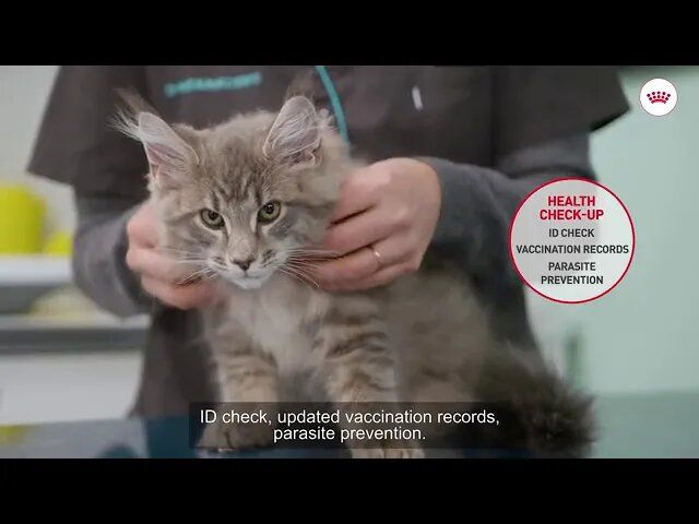 Kitten tutorial - Your kitten's first visit to the vet
