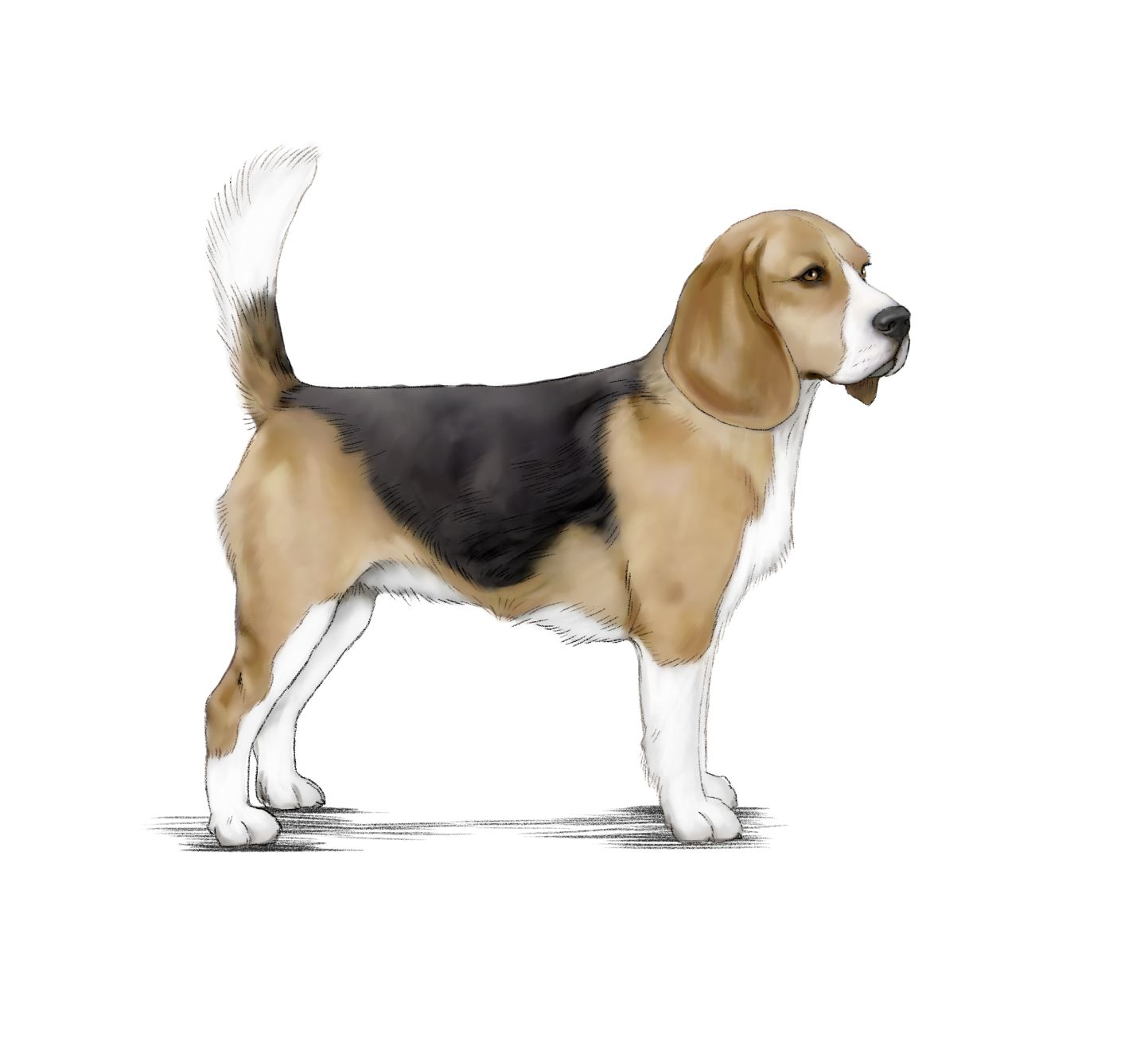 Illustration of black, beige, and white beagle