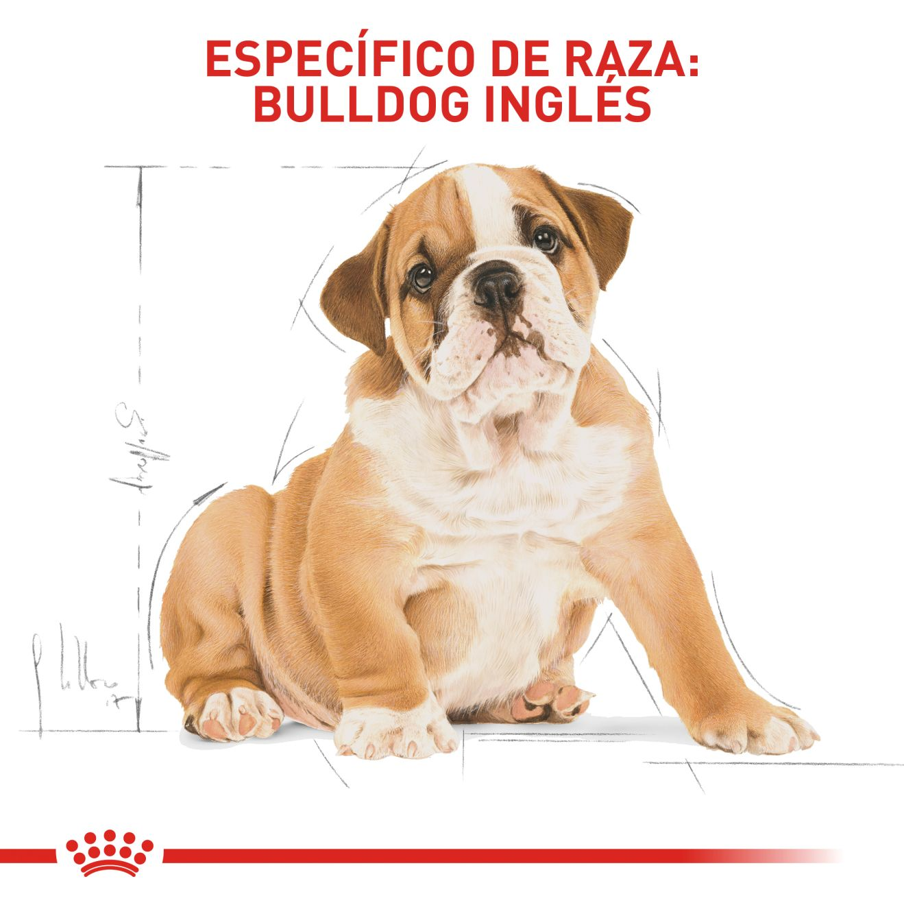 Bulldog Inglés Cachorro