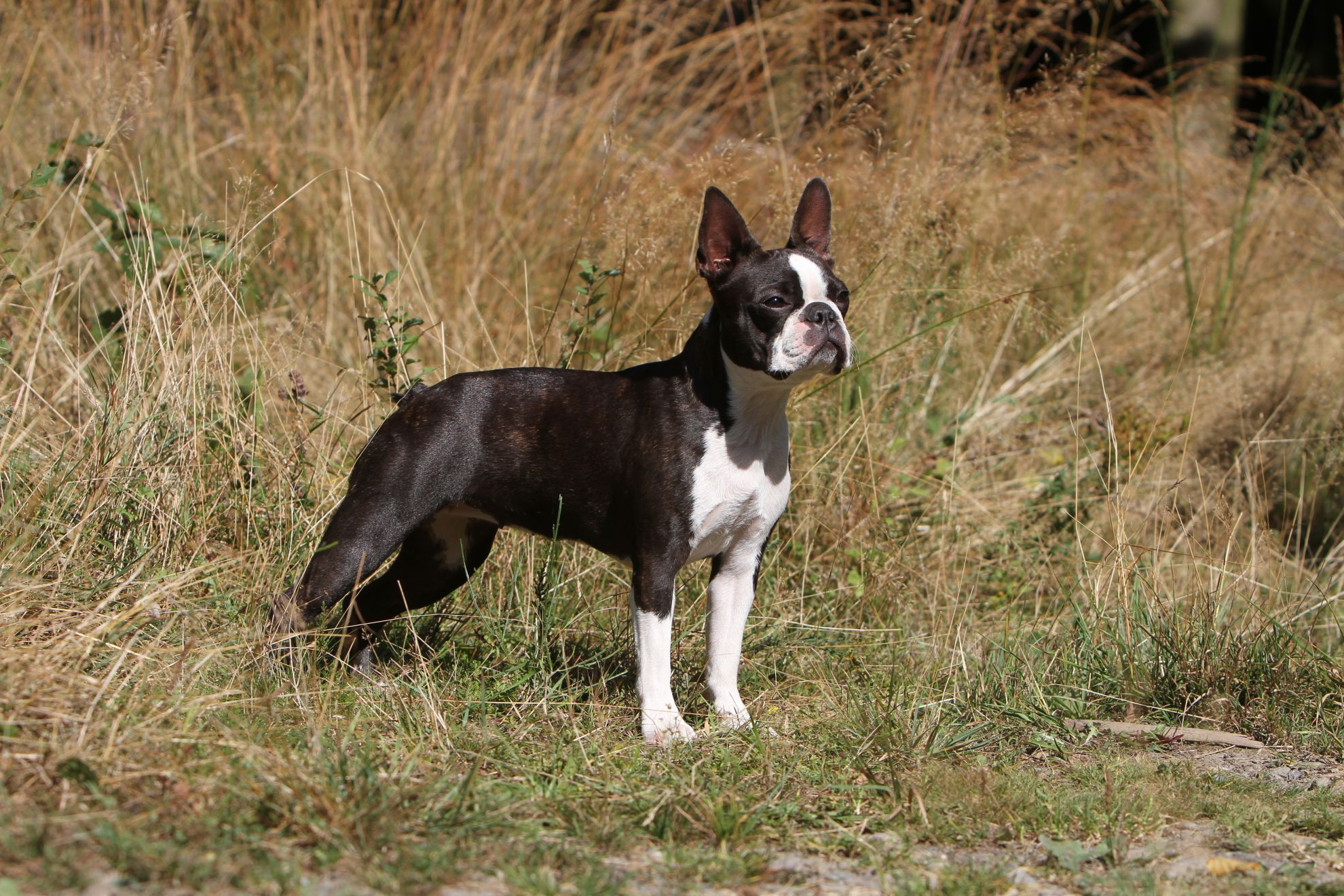 Boston Terrier stood looking to the side in long grass