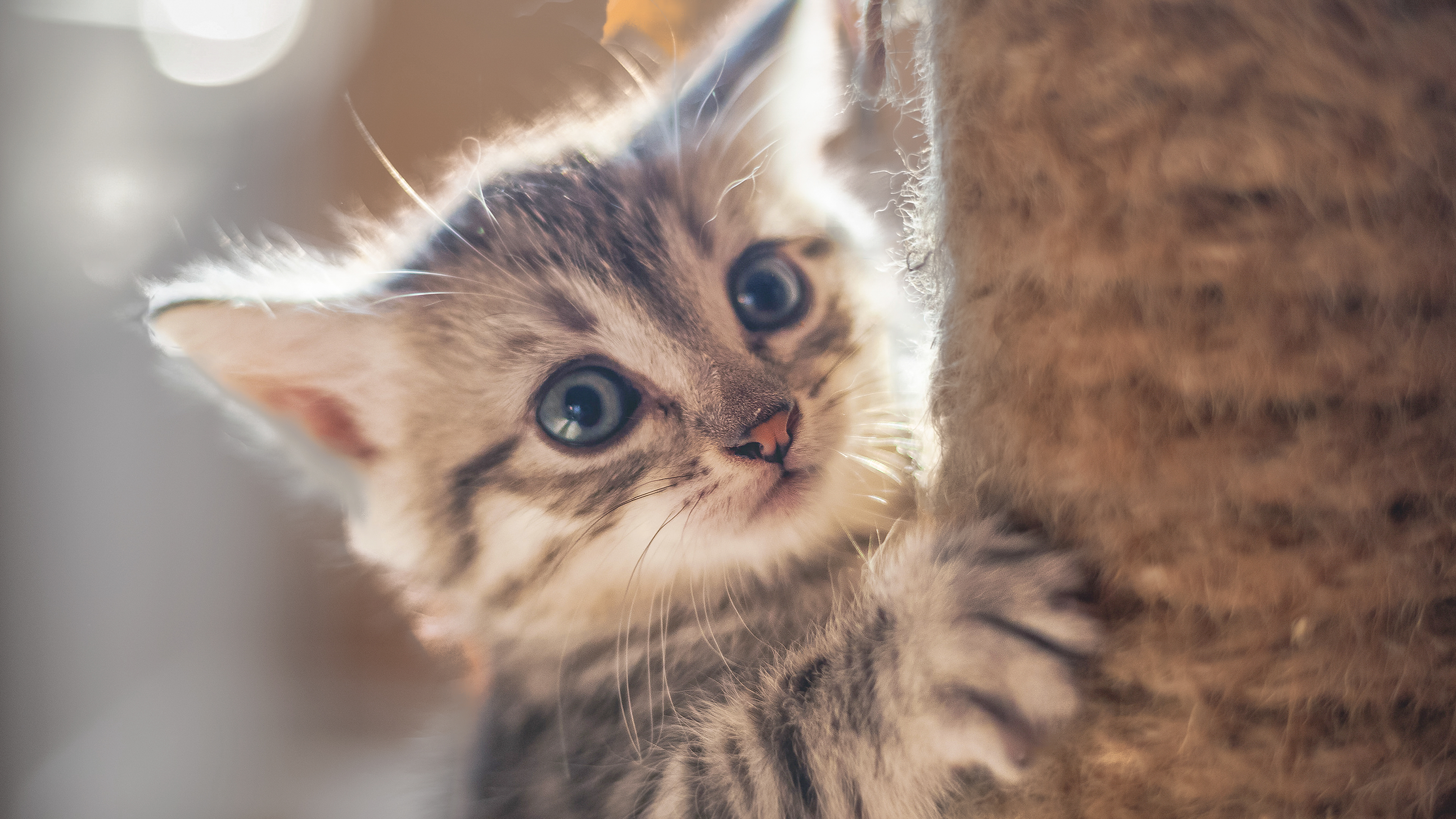 Small kitten climbing on a cat tree